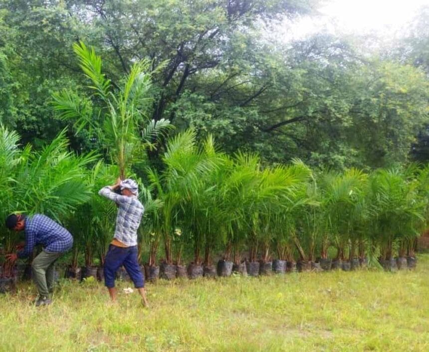 ऑयल पाम की खेती में अतिरिक्त अनुदान से किसानों की बढ़ेगी आय