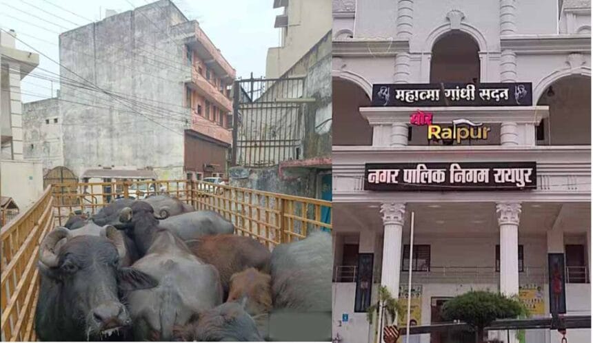 रायपुर नगर निगम ने डेयरी संचालक पर लगाया 10000 का ई-जुर्माना