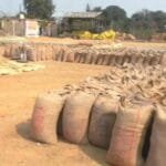 धान का 21 क्विंटल प्रति एकड़ के हिसाब से हो रहा उपार्जन