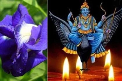 शनि की साढ़ेसाती और ढैय्या से छुटकारा दिलाएंगे खास फूल