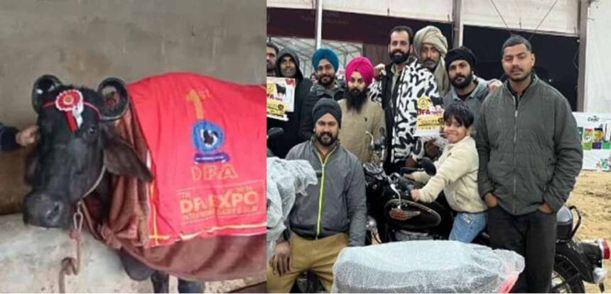 बिल्लू की “सुंदरा” भैंस ने 29.650 किलो दूध देकर जीता बुलेट