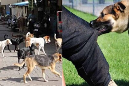 फरीदाबाद में कुत्ते-बिल्लियों ने बीते साल 32 हजार 60 लोगों पर किया था हमला