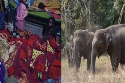 झारखंड में जंगली हाथी के दर से 1 घर में सोते हैं 150 लोग