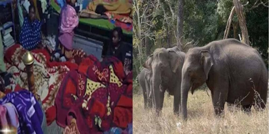 झारखंड में जंगली हाथी के दर से 1 घर में सोते हैं 150 लोग