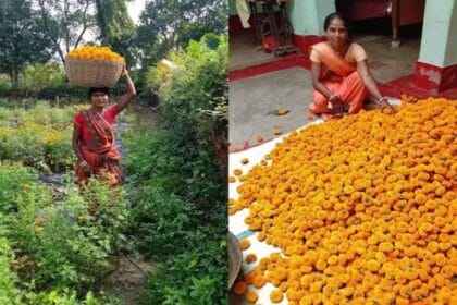 झारखंड के जामताड़ा में आम बगान के बीच में गेंदा फूल की खेती