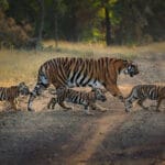 ऑपरेशन वाइल्ड ट्रैप-2: 10 जनवरी से 15 फरवरी तक चलेगा, बाघों के शिकार पर होगी सख्