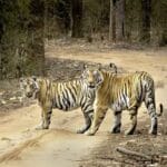 बाघ संरक्षण की वैश्विक मिसाल बना मध्यप्रदेश