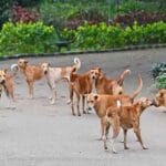 रायगढ़ में कुत्तों को नसबंदी के बाद बिरयानी? कांग्रेस और मेयर के बीच सत्ता-विपक्