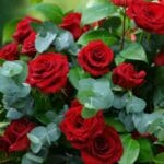 राजधानी में खिलेगा गुलाबों का संसार, 9–11 जनवरी तक महकेंगे फूलों के राजा