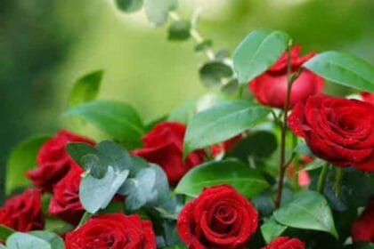 राजधानी में खिलेगा गुलाबों का संसार, 9–11 जनवरी तक महकेंगे फूलों के राजा