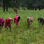 लेमनग्रास: छोटे किसानों के लिए आमदनी का नया जरिया