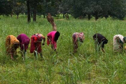 लेमनग्रास: छोटे किसानों के लिए आमदनी का नया जरिया