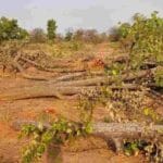 पाकिस्तान की राजधानी में हरियाली पर कुल्हाड़ी, 29,000 पेड़ कटे; सरकार ने दी अजीब