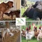 पशुपालन एवं पशु कल्याण को लेकर प्रदेश भर में चलेगा एक माह का जागरूकता अभियान