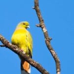 जैव विविधता की वापसी: बारनवापारा अभयारण्य में वर्षों बाद नजर आया दुर्लभ जीव