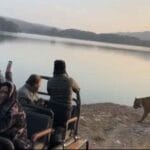 रणथंभौर सफारी के दौरान साइना नेहवाल से हुआ बाघ का आमना-सामना, वीडियो वायरल