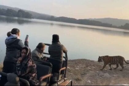 रणथंभौर सफारी के दौरान साइना नेहवाल से हुआ बाघ का आमना-सामना, वीडियो वायरल