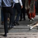 आवारा कुत्तों पर सुप्रीम कोर्ट में बहस: सिब्बल बोले– नसबंदी जरूरी, जज साहब ने ली