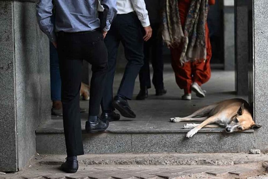 आवारा कुत्तों पर सुप्रीम कोर्ट में बहस: सिब्बल बोले– नसबंदी जरूरी, जज साहब ने ली