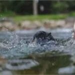 प्रयागराज में मातम: तालाब में नहाते समय चार बच्चों की डूबकर जान गई