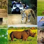 वन्य-जीवों की सुरक्षा एवं शिकार से बचाव के लिये चलेगा ऑपरेशन वाइल्ड ट्रैप-II