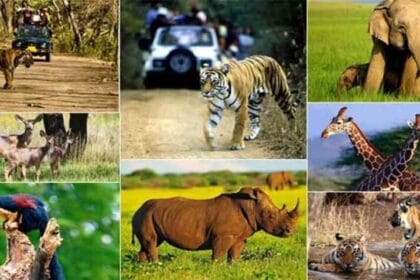 वन्य-जीवों की सुरक्षा एवं शिकार से बचाव के लिये चलेगा ऑपरेशन वाइल्ड ट्रैप-II