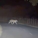 अमरकंटक क्षेत्र में बाघ की दहशत, रास्ते से गुजरते शिक्षक का वीडियो वायरल