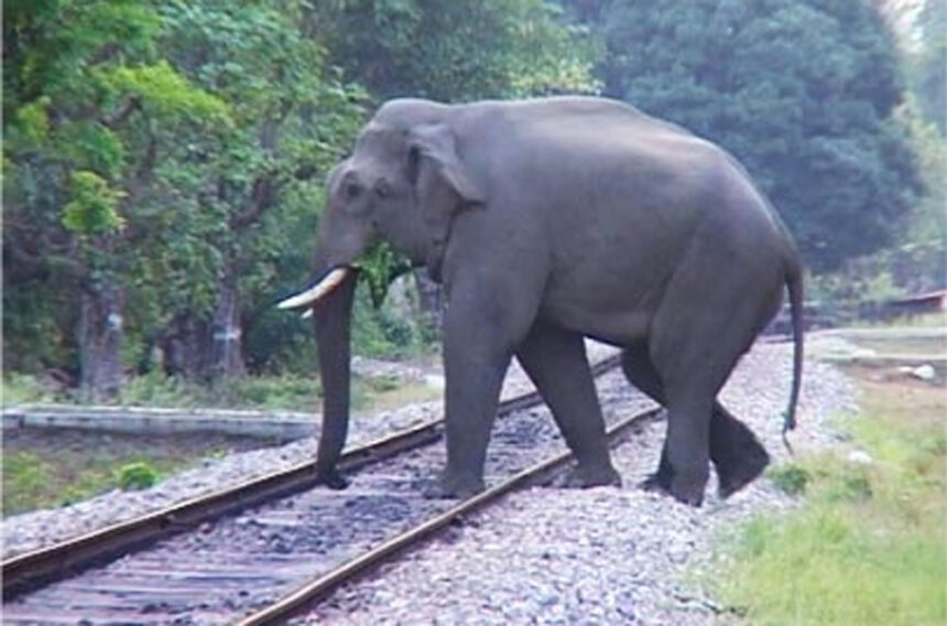 संवेदनशील फैसला: हाथियों के झुंड के कारण रोकी गईं 6 ट्रेनें, बड़ा हादसा टला