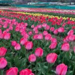 पालमपुर में खुला देश का दूसरा ट्यूलिप गार्डन, महसूस करें ‘देखा एक ख्वाब’ वाली फी