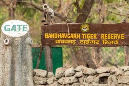 सफारी में नियमों का उल्लंघन, बांधवगढ़ टाइगर रिजर्व ने जारी किए 17 नोटिस