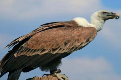 गिद्ध संरक्षण के लिए नई पहल: MP में एप के जरिए होगी 7 प्रजातियों की मॉनिटरिंग