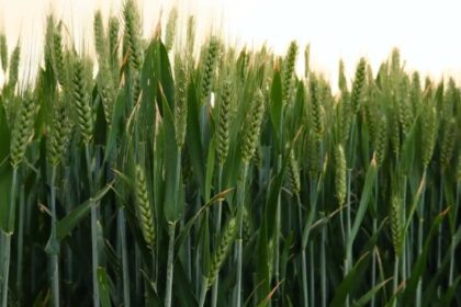तापमान में उछाल का असर, गेहूं की पैदावार पर संकट के बादल