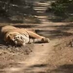 मां से बिछड़े ‘कान्हा’ बाघ की मौत, 27 दिन पहले छोड़ा गया जंगल में, दुर्गावती रिज