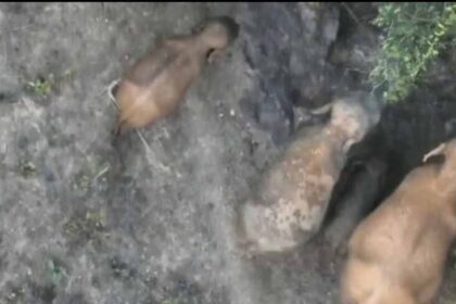 मां की ममता का अनोखा नज़ारा: जंगल से सामने आई हाथियों की बेहद खूबसूरत तस्वीर