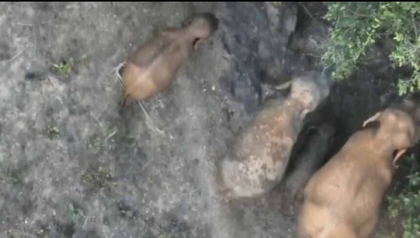 मां की ममता का अनोखा नज़ारा: जंगल से सामने आई हाथियों की बेहद खूबसूरत तस्वीर