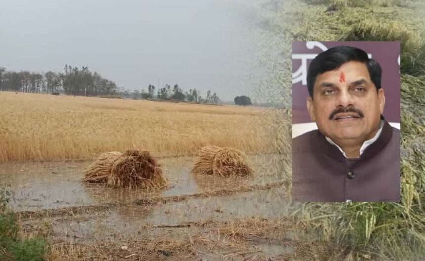 एमपी के 25 जिलों में बारिश से फसलें प्रभावित, सीएम मोहन ने दिए राहत उपायों के नि