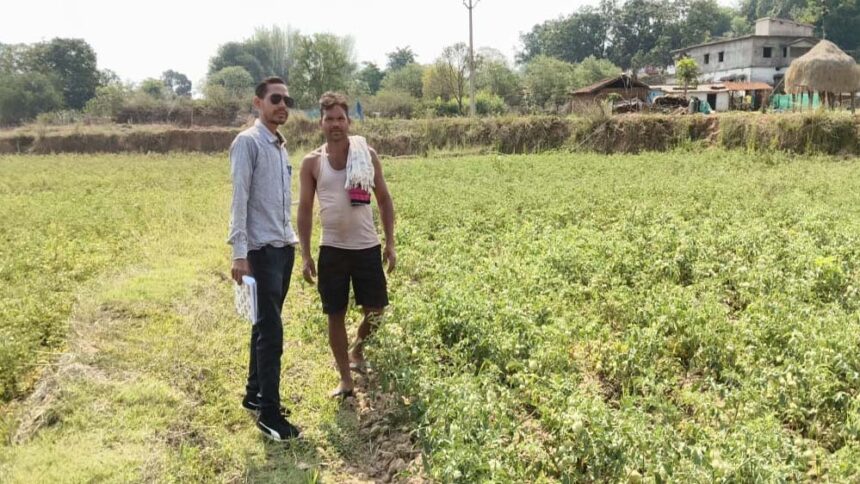 रायपुर: राष्ट्रीय बागवानी मिशन से किसानों को संबल, उन्नत तकनीक से टमाटर उत्पादन 1 रायपुर: राष्ट्रीय बागवानी मिशन से किसानों को संबल, उन्नत तकनीक से टमाटर उत्पादन