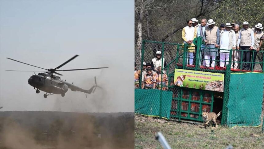 मिशन चीता: बोत्सवाना से 9 चीते कूनो पहुंचे, भारत में कुल संख्या 48