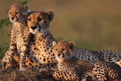 मध्य प्रदेश में फिर बढ़ेगी चीतों की संख्या: बोत्सवाना से आठ चीते लाने की तैयारी