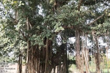 पन्ना में सदियों पुराने पेड़ मिले, बरगद, पीपल और नीम सहित 100+ साल के वृक्षों का