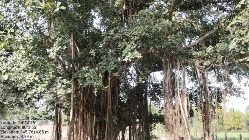 पन्ना में सदियों पुराने पेड़ मिले, बरगद, पीपल और नीम सहित 100+ साल के वृक्षों का