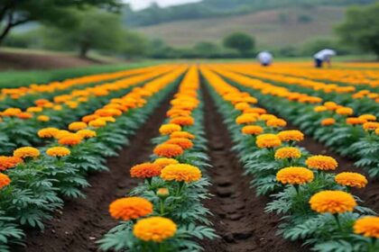 सिंहस्थ में फूलों की खेती के लिए 4200 हेक्टेयर जमीन, विशेष क्लस्टर के लिए केंद्र