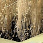 ग्वालियर कृषि यूनिवर्सिटी के वैज्ञानिकों ने हवा में उगाया आलू, 1KG बीज से 400 कि