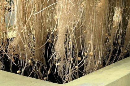 ग्वालियर कृषि यूनिवर्सिटी के वैज्ञानिकों ने हवा में उगाया आलू, 1KG बीज से 400 कि