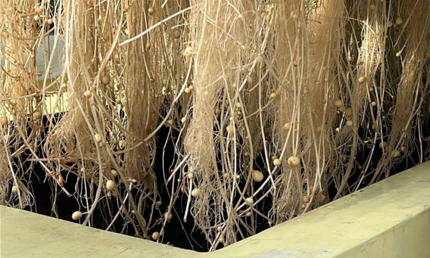 ग्वालियर कृषि यूनिवर्सिटी के वैज्ञानिकों ने हवा में उगाया आलू, 1KG बीज से 400 कि