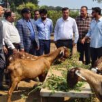 मध्य प्रदेश में बकरी पालन पर 50% सब्सिडी, सरकार की स्कीम से किसानों के लिए बन रह