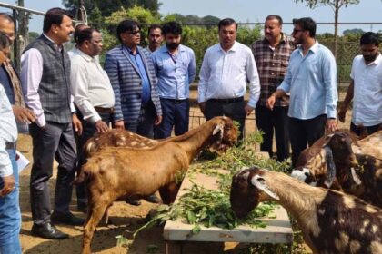मध्य प्रदेश में बकरी पालन पर 50% सब्सिडी, सरकार की स्कीम से किसानों के लिए बन रह