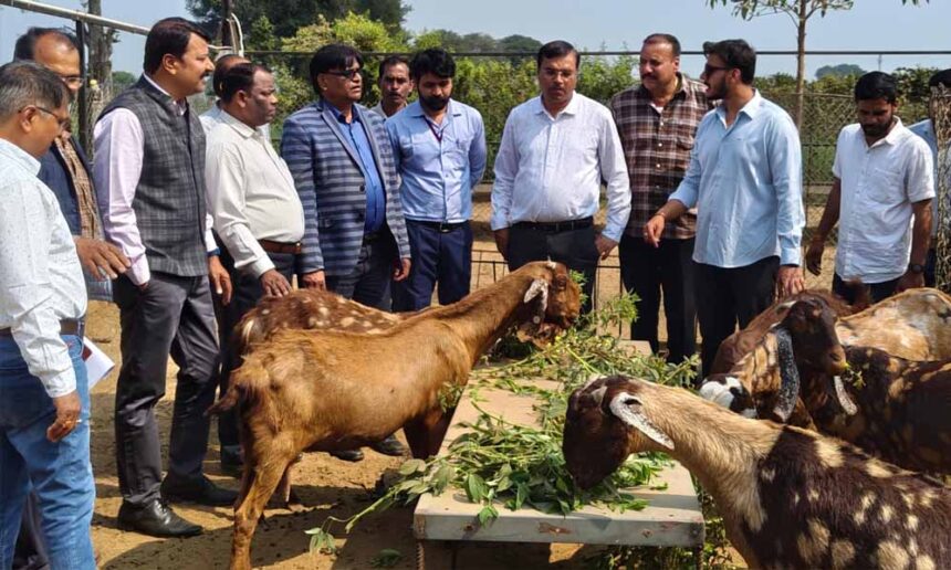 मध्य प्रदेश में बकरी पालन पर 50% सब्सिडी, सरकार की स्कीम से किसानों के लिए बन रह