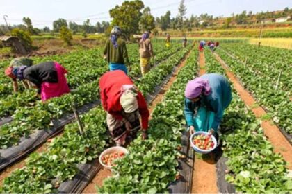 एमपी में जहर मुक्त खेती का ऐतिहासिक महायज्ञ, देशभर से किसान लेंगे हिस्सा