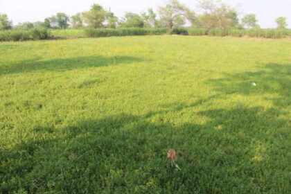 परंपरागत खेती से बदलाव: ब्राम्ही की खेती से किसानों की बढ़ी आय